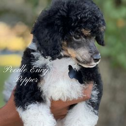 Pepper - Parti male Poodle puppy in Ferriday, Louisiana from Denikka C