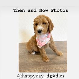 Goldendoodle Puppies from Happy Day Doodles
