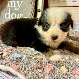 Candy tri female - Black tri female Miniature Australian Shepherd puppy in Lemon Cove, California from Magic Ranch Mini Aussies