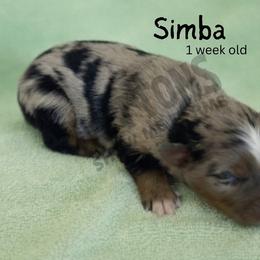 Simba - Blue merle male Miniature Australian Shepherd puppy in Oronogo, Missouri from Dutton's Show Me Farms