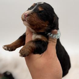 Lumi - Tri-color male Bernedoodle puppy in Ocala, Florida from Bernedoodles of Florida