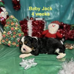 Captain Jack - Tri-color male Cavalier King Charles Spaniel puppy in Broken Arrow, Oklahoma from Cavalier King Charles Heartland