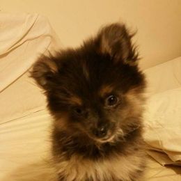 Pomeranian Puppies from KB Pom Pups