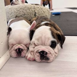 Boston Terrier, Bulldog, and French Bulldog Puppies from Willamette Valley Bullies