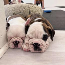 Boston Terrier, Bulldog, and French Bulldog Puppies from Willamette Valley Bullies