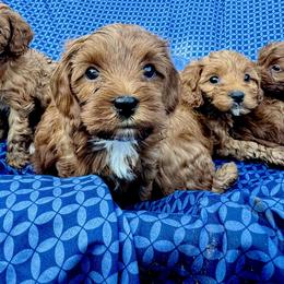 Tex - Cavapoo