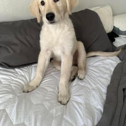 Golden Retriever All Grown Up from Winters Goldens