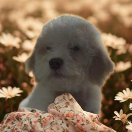 Gray Boy - Orange male Lagotto Romagnolo puppy in Chicago, Illinois from Midwest Lagotto Romagnolo