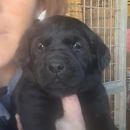Quiet Thunder - Black male Labrador Retriever puppy in Baldwin City, Kansas from Hedge Lane Labradors