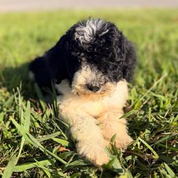 Rachel - Black and white female Bernedoodle puppy in Tazewell, Tennessee from Bundren Farms