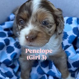 Penelope - Merle female Goldendoodle puppy in Tiverton, Rhode Island from South Shore Goldendoodles