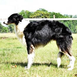 Silken Windhounds from Jennifer Ceballos