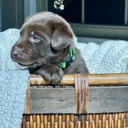 Labrador Retriever Puppies from Bulleit Breeders