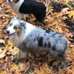Australian Shepherds from Tuscany acres aussys