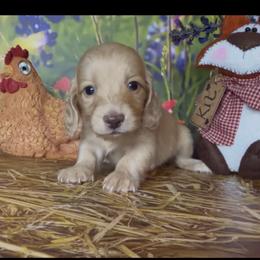 Sopapilla - Cream female Dachshund puppy in Floresville, Texas from Muddy River Dachshunds