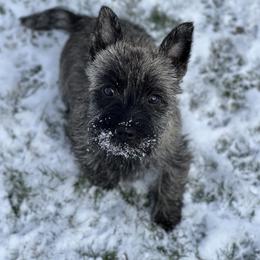 Cairn Terrier Puppies from Luckenbooth Cairns