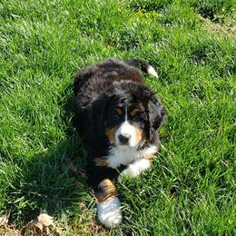 Bernese Mountain Dog Puppies from Stonebrook Gentle Giants