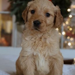 The Grinch - Golden male Golden Retriever puppy in Harriman, Tennessee from Grace Golden Retrievers