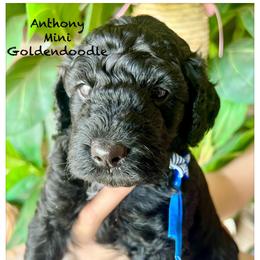 ANTHONY - Black male Goldendoodle puppy in Houston, Texas from Pia’s Doodle Poodle Wag