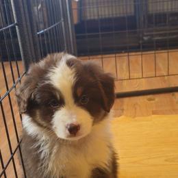 Tundra (Red boy) - Red tri-color male Miniature American Shepherd puppy in Griswold, Connecticut from Flatrock's Mini American Shepherd's