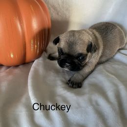 Chuckey - Fawn male French Bulldog puppy in Jacksonville, North Carolina from Southern Comfort French Bulldogs