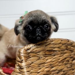 Fluffy Autumn - Pug puppy from Premium Pugs