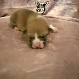 Baby girl Purple - Sable female Pembroke Welsh Corgi puppy in Brackettville, Texas from Schott’s Country Corgis