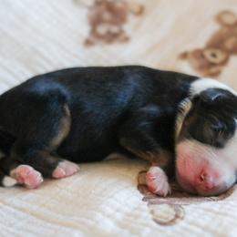 Starling - Black tri female Miniature Australian Shepherd puppy in Melbourne, Florida from True Spirited Aussies