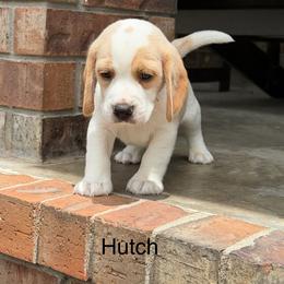 Hutch - Lemon and white male Beagle puppy in Mansfield, Missouri from Rippee Creek Kennel