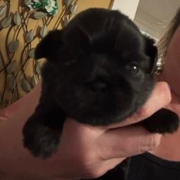 Girl 1 - Black female Shih Tzu puppy in Augusta, Maine from Zulas Shih Tzu of Maine