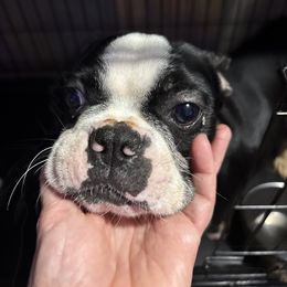 Winnie - Boston Terrier