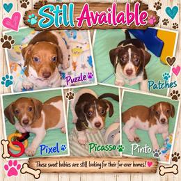 Patches - Piebald male Dachshund puppy in New Caney, Texas from BouncinMiniWeenies