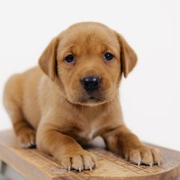 Penny - Yellow female Labrador Retriever puppy in Allons, Tennessee from UC Labradors LLC