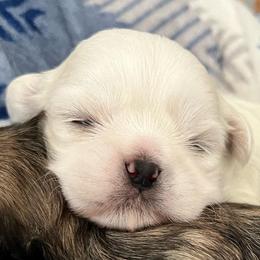 Boy 1 - Gold and white male Shih Tzu puppy in Silver Spring, Maryland from Saraya’s Shih Tzus