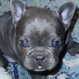French Bulldogs from Steel City Frenchies