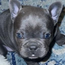 French Bulldogs from Steel City Frenchies