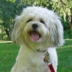 Shichon All Grown Up from Loving Paws Teddy Bear Patch