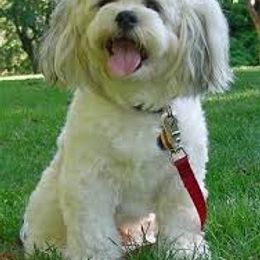 Shichon All Grown Up from Loving Paws Teddy Bear Patch