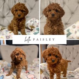 Paisley - Red female Aussiedoodle puppy in North Olmsted, Ohio from Iron Doodles