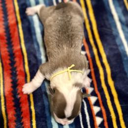 Yellow Collar Boy Jasper - Sable male Pembroke Welsh Corgi puppy in Paris, Kentucky from Flat Run Corgis