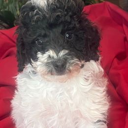 Bailey - Poodle puppy from Lainy's Homegrown Farm puppies