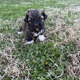Oliver - Black and tan brindle male Havanese puppy in Bowling Green, Kentucky from Denise Clark