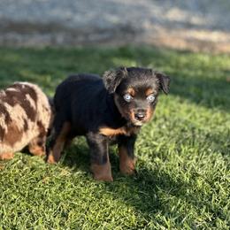 Skittles - Black tri female Miniature Australian Shepherd puppy in Lincoln, California from Country Dreams Mini Aussies