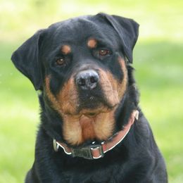 Dakota - Rottweiler