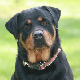Dakota - Rottweiler