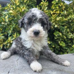 Joey - Blue merle male Bernedoodle puppy in Blackfoot, Idaho from Draper Mountain Doodles