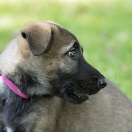 German Shepherd Puppies from Bmeerhuis German Shepherds