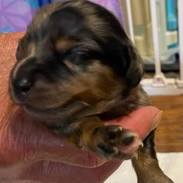 DAISY CKC REGISTERED FULL RIGHTS - Dapple female Dachshund puppy in Elizabethtown, Kentucky from Teeny Tiny Puppy Tails