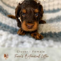 Clover - Chocolate female Goldendoodle puppy in Atlanta, Georgia from Teddy Puppies