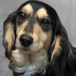 Dachshunds from Garridachs